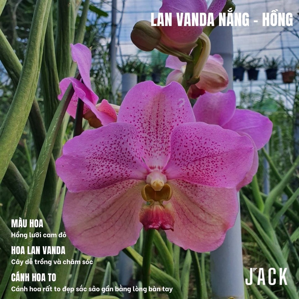Combo 5 Cây Con Lan Vanda Nắng - Vanda Lá Kim