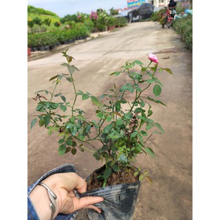 Cây Hoa hồng quế sai hoa, sống khỏe, ít sâu bệnh