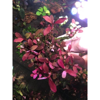 Phân Nước Đa Lượng 500ml | Buce Aquarist
