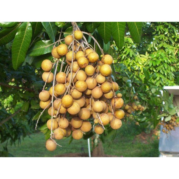 Cây Giống Nhãn Quế (cây ghép có thể trồng chậu)