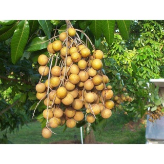 Cây Giống Nhãn Quế