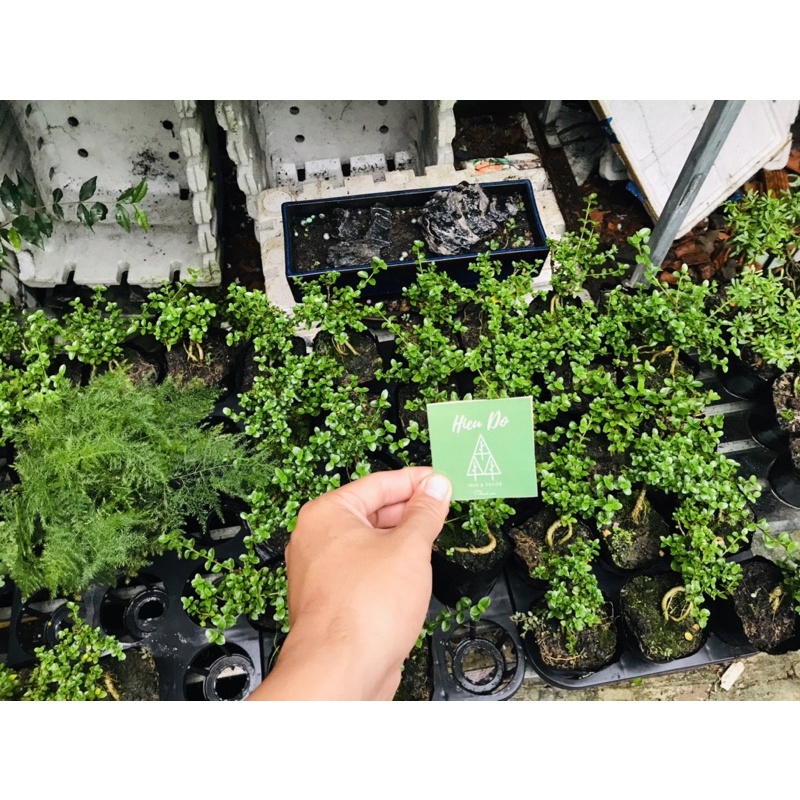 Sam núi trái, bonsai mini, bonsai set tiểu cảnh terrariums