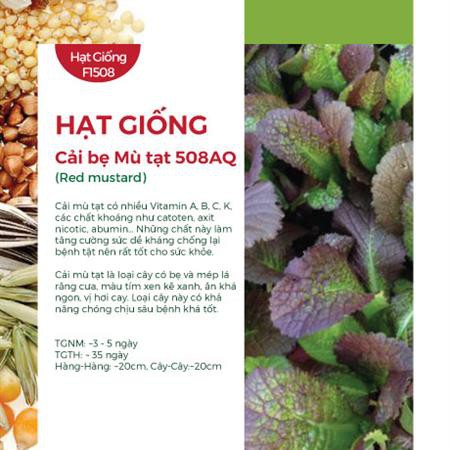 Hạt Giống Cải Bẹ Mù Tạt 508AQ (2gr) - AN AN SAIGON