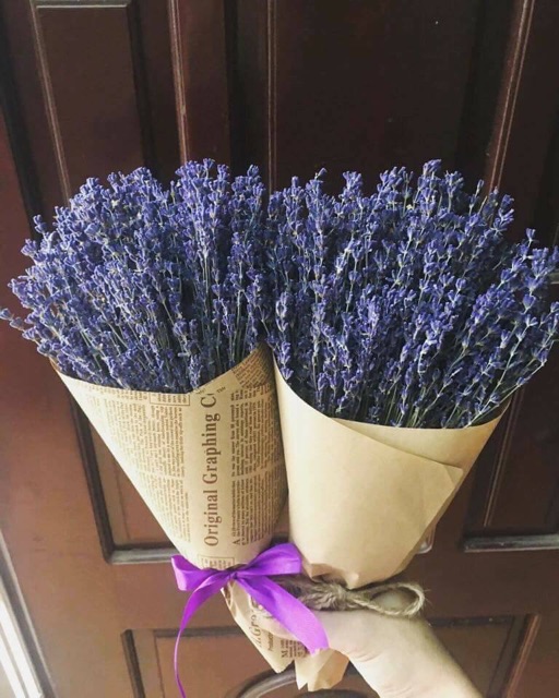 Hoa True Lavender Pháp