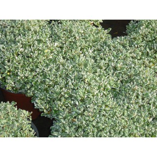 Cây Cẩm Thạch - Cây cảnh mini - caykiengsadec