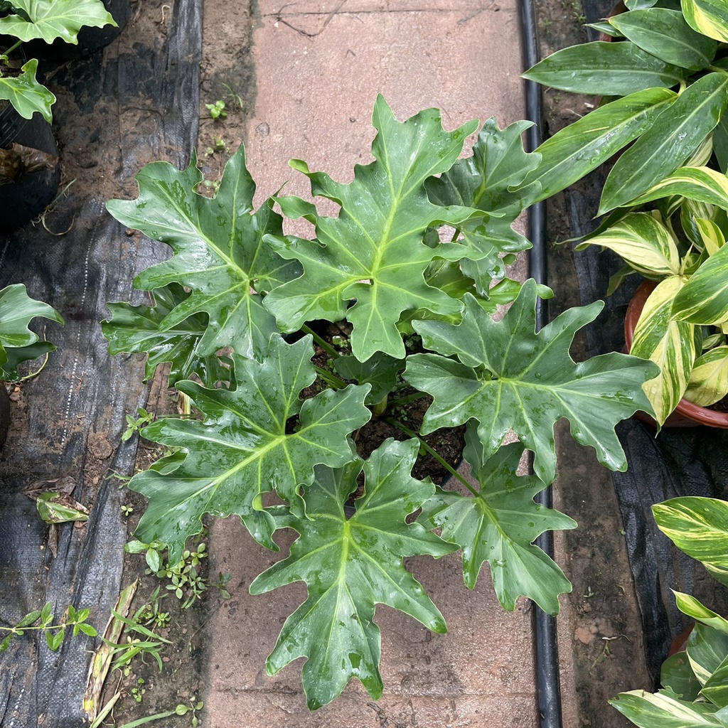 Cây trầu bà thanh xuân  chiều cao 40cm tán lá xum xuê hình răng cưa nhiều chồi non