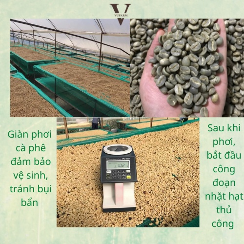 Cà phê Arabica Cầu Đất, cafe nguyên chất từ Song Vũ Farm đắng dịu, chua thanh, hậu vị ngọt cafe pha phin 500g | BigBuy360 - bigbuy360.vn