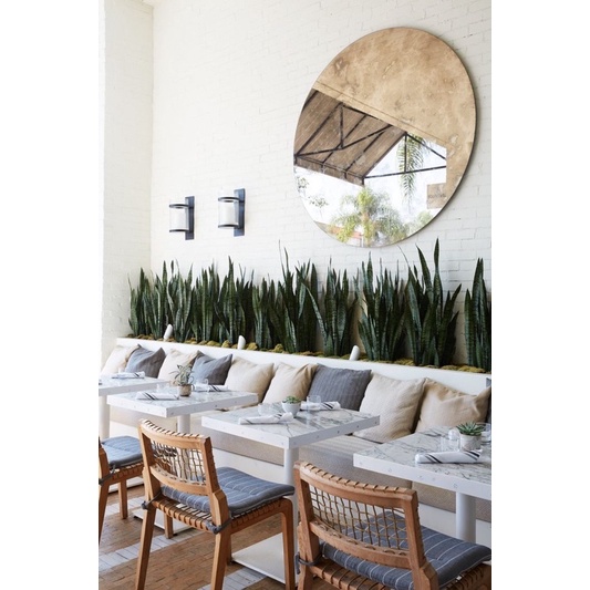 Cây lưỡi hổ xanh