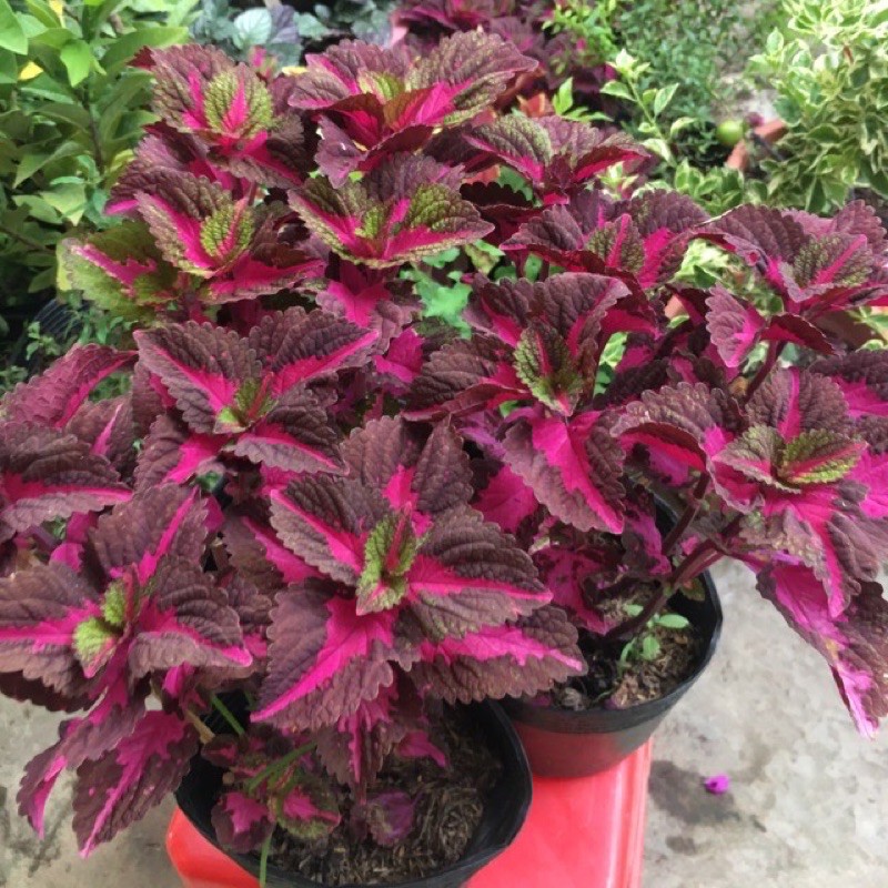 Cây Lá Gấm Tím Nhà Vườn