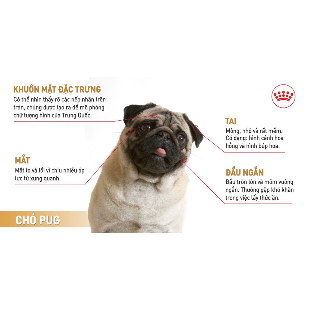 Thức ăn hạt Royal Canin Pug Puppy, túi 500g