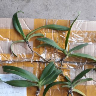 Trâu và trầm tím