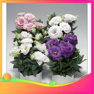 Hạt giống hoa cát tường - 5 hạt vietgar