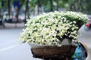 Hạt giống Hoa Cúc Hoạ Mi 100H