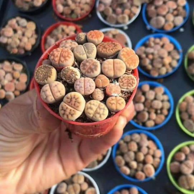 Thạch Lan chậu tròn 09