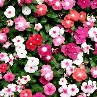 Hạt Giống Hoa Dừa Cạn Lùn Lai F1 Nhiều Màu Rd 856 Gói 10 Hạt