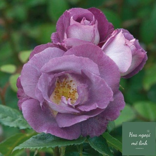 Hoa hồng ngoại Blue For You-HoaNgoaiMeLinh