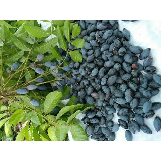 cây giống trám đen siêu quả