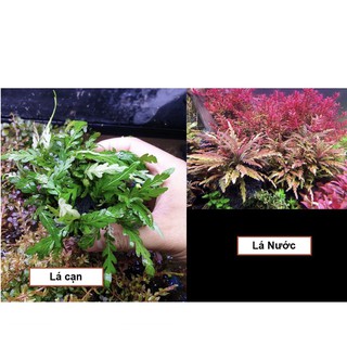 Cây Liễu Đỏ Răng Cưa