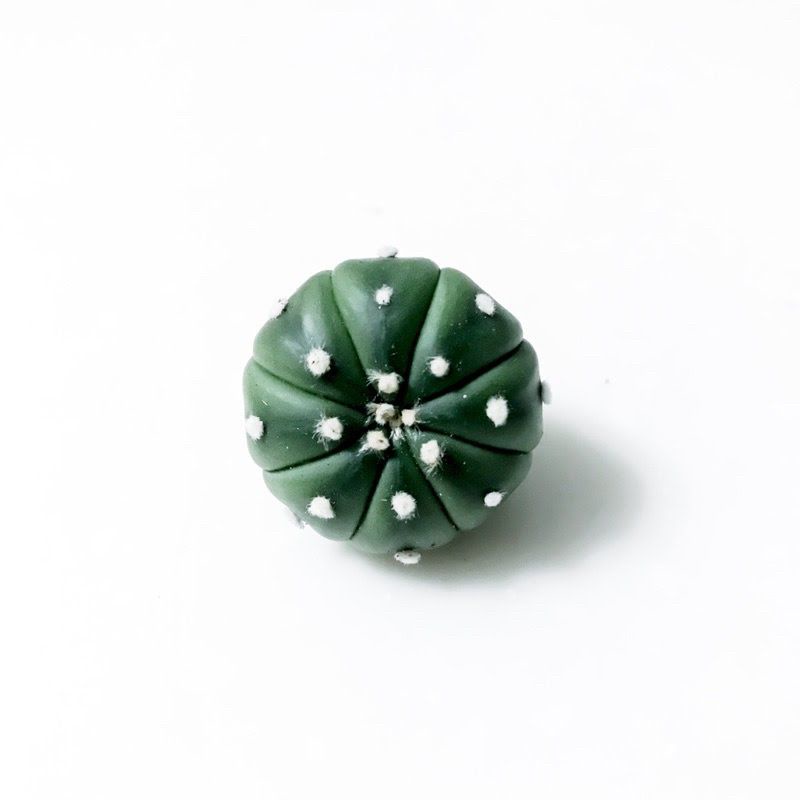 Siêu Sale 50%- Xương rồng Aster mini cute🤗