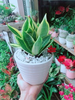 Chậu Lưỡi Hổ Thái