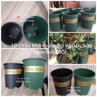 Combo 10 chậu Monrovia 5gl và 10 chậu Monrovia 3GL