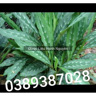 cây ngải hắc hổ(ngải hổ),làm giống