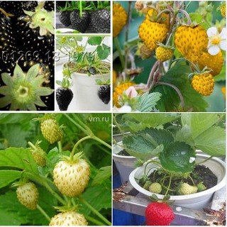 Combo 4 gói hạt giống dâu tây 4 màu ( đỏ vàng trắng đen )