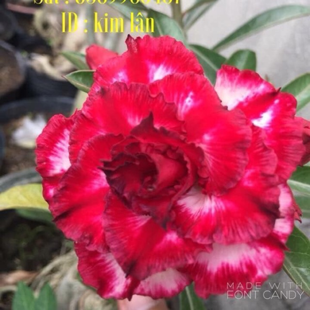 Hoa Sứ Kim Lân