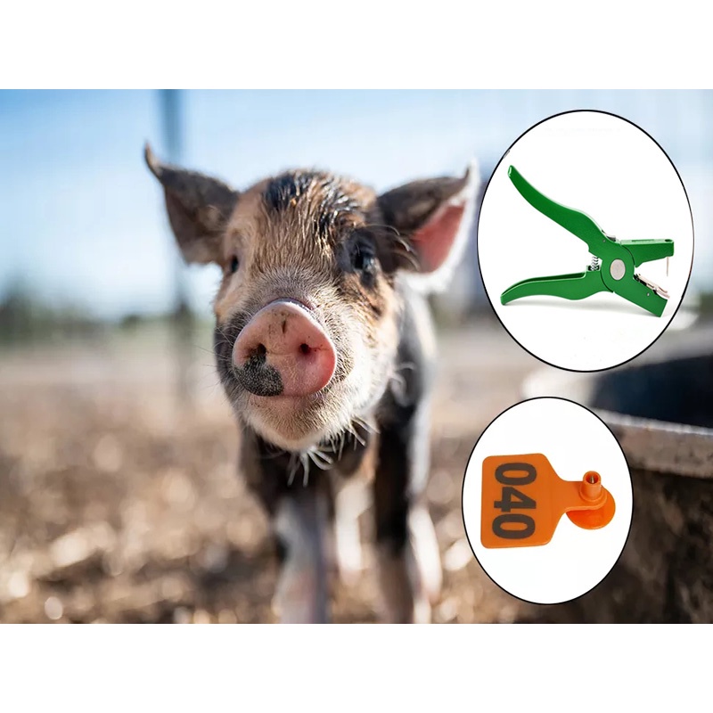 Bộ 100 Thẻ đeo tai có đánh số,Thẻ đeo tai phù hợp động vật như bò dê heo nhập khẩu hàng chất lượng