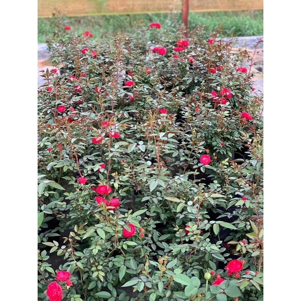 Cây hoa hồng bụi Margo koster đỏ, cây nguyên chậu cao 50-60cm. Thienan22916