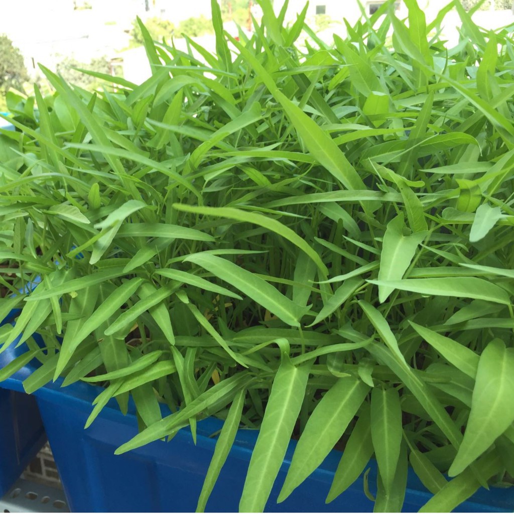 Gói 100g hạt giống rau muống lá tre Việt Nam - Vựa Kiểng Sa Đéc -  VuaKiengSaDec