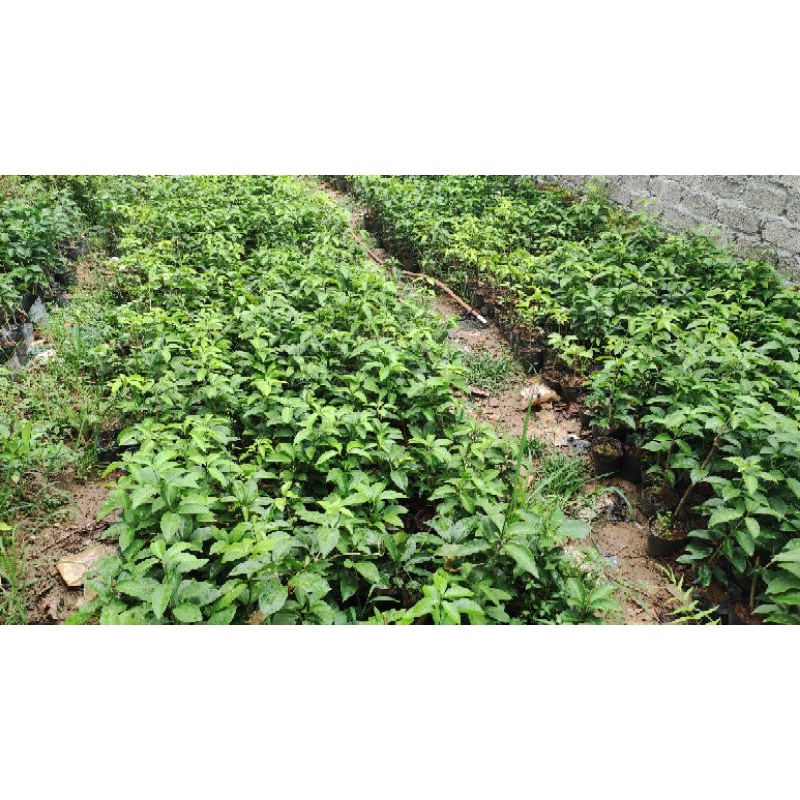 CÂY GIỐNG HOA LAN TỎI cao 40cm -50cm