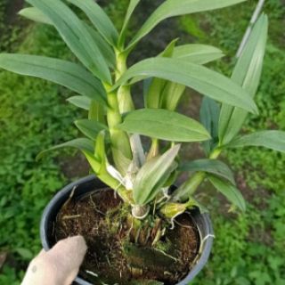 Hoa phong lan dendro mini yaya