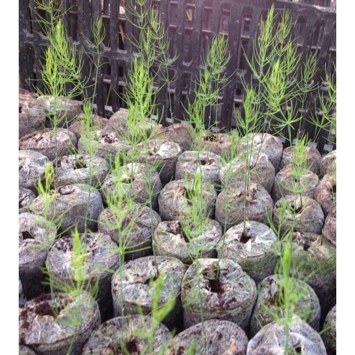 Bộ 200 VIÊN NÉN ƯƠM HẠT TIỆN LỢI, DỄ SỬ DỤNG (200 Viên)