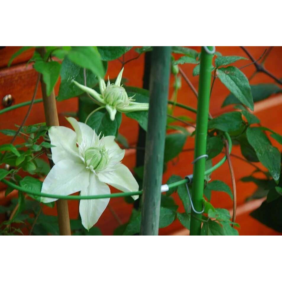 Lồng trồng hồng cao 90cm
