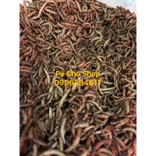 Sâu gạo rang khô cho hamster,gà,chim,nhím,sóc ,..