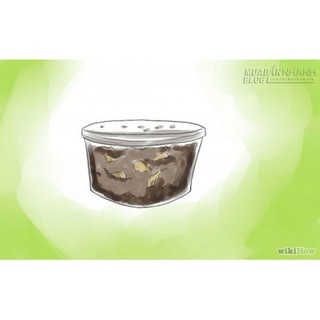 HẠT GIỐNG CHERRY CÁC LOẠI - 1 GÓI