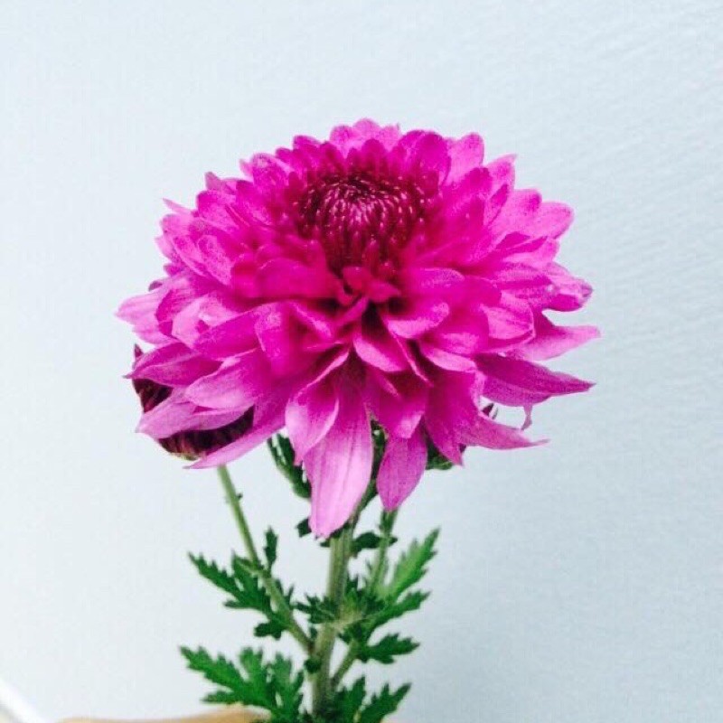 cây giống cúc tím hè(10 cây)