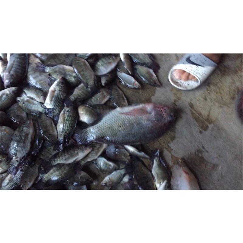 Cám câu cá rô phi và cá trôi