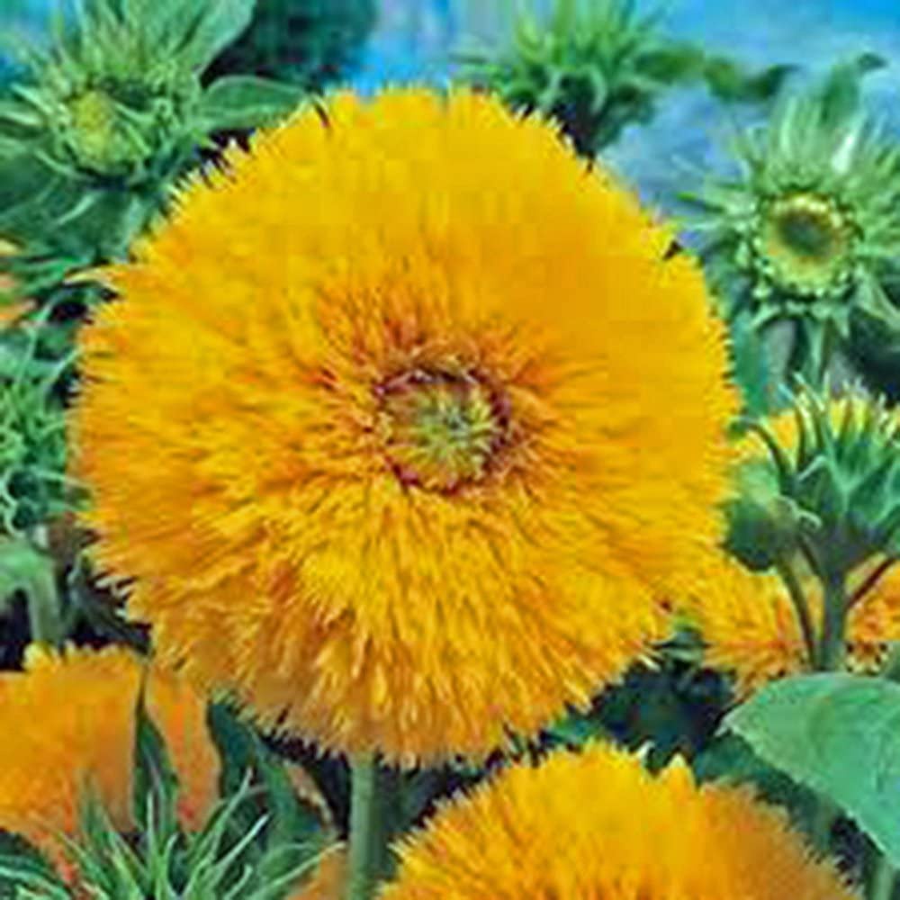 HẠT GIỐNG Hướng dương BÔNG XÙ, Sungold khổng lồ Hạt lớn Những bông hoa đầy màu sắc sống động đẹp mắt