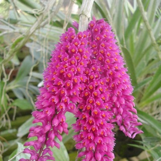 Hoa lan báo hỷ hoa tết chỉ 20k