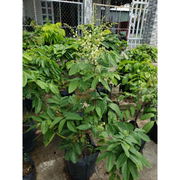 Nhãn long đang trái