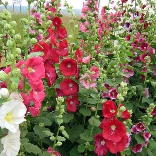 Hạt giống HOA MÃN ĐÌNH HỒNG ĐƠN NHIỀU MÀU - GÓI 1 GRAM