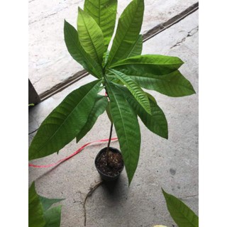[Xả - Cắt Lỗ ] Cây Ngọc Kì Lân - Cây Xala