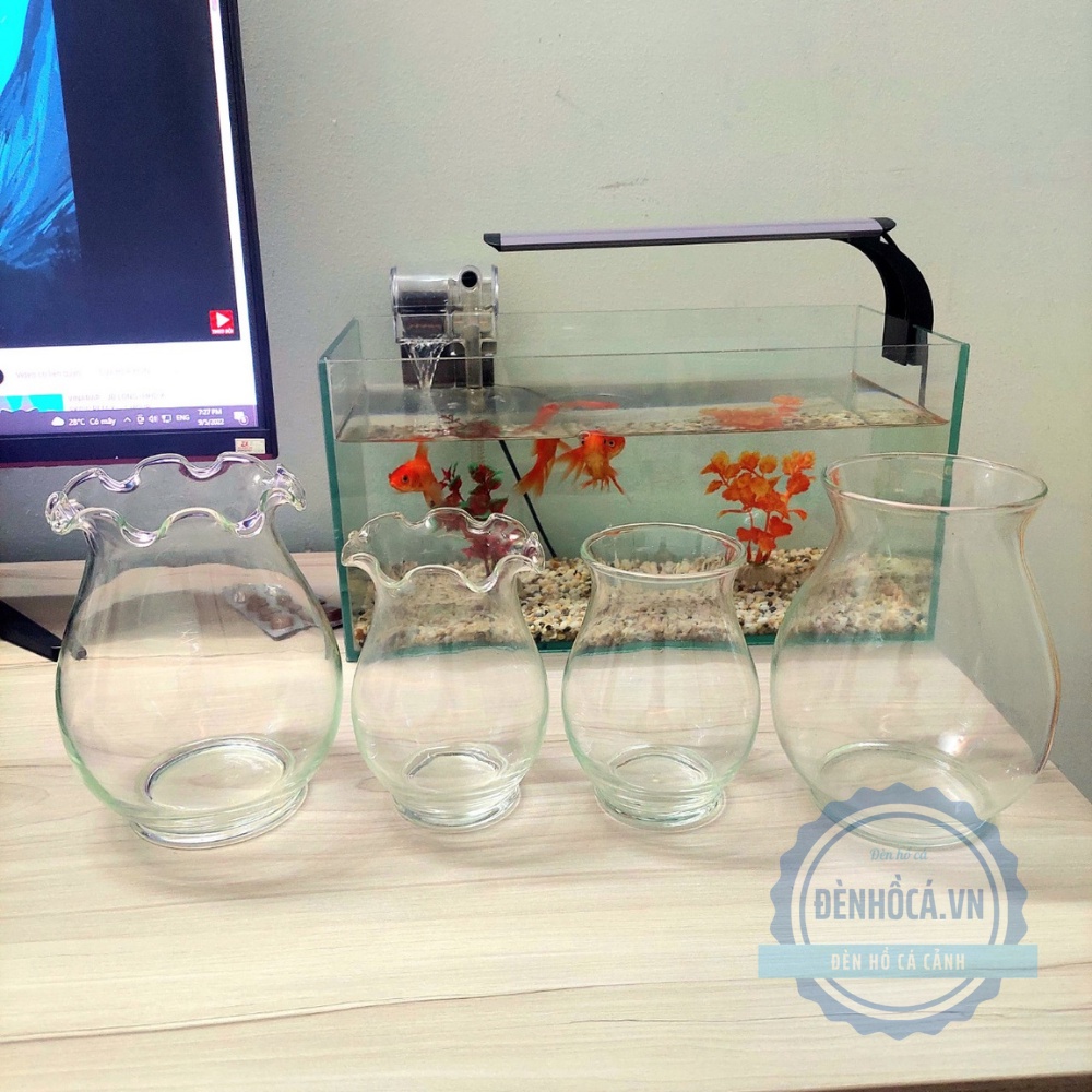 Chậu thủy tinh mini , chậu hoa thủy tinh , chậu thủy tinh mini tai bèo