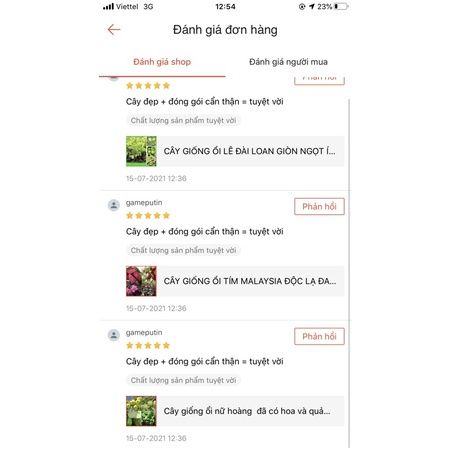 Cây ổi nữ hoàng không hạt cao 50-70cm .