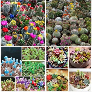 Combo 03 hạt giống cây cảnh mini ( gói Sen Đá 200 hạt + 1 gói Xương Rồng mix 20 hạt + 1 gói tai thỏ 50 hạt )