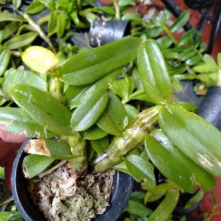 Hoa phong lan phi điệp 5ct gieo hạt