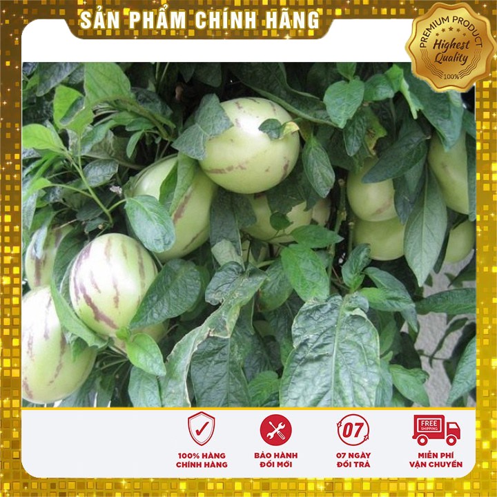 Hạt Giống Dưa Pepino Mỹ ( GÓI 4 HẠT F1 MỸ)