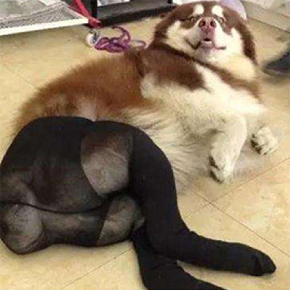 Quần Tất Cotton Co Dãn Cho Thú Cưng